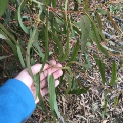 Eucalyptus bridgesiana at Burra, NSW - 14 Jun 2021