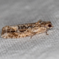 Thrincophora lignigerana (A Tortricid moth) at Melba, ACT - 1 Dec 2018 by Bron
