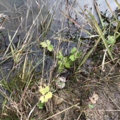 Ranunculus sp. at Burra, NSW - 14 Jun 2021