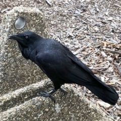 Corvus coronoides (Australian Raven) at Phillip, ACT - 28 Jun 2021 by ruthkerruish