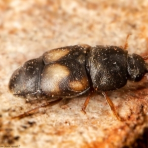 Carpophilus hemipterus at Macgregor, ACT - 30 Jun 2021 03:59 PM