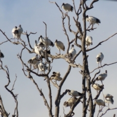 Threskiornis molucca (Australian White Ibis) at Hume, ACT - 29 Jun 2021 by RodDeb