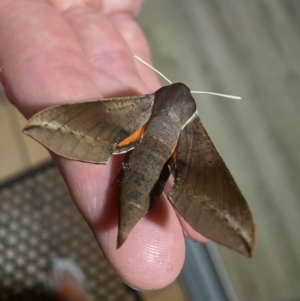 Hippotion scrofa at Tathra, NSW - 24 Jan 2021