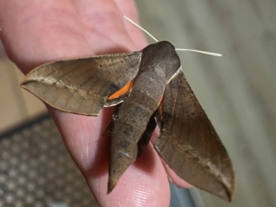 Hippotion scrofa (Coprosma Hawk Moth) at Tathra, NSW - 24 Jan 2021 by jks