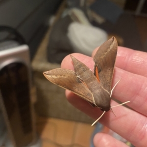 Hippotion scrofa at Tathra, NSW - 24 Jan 2021