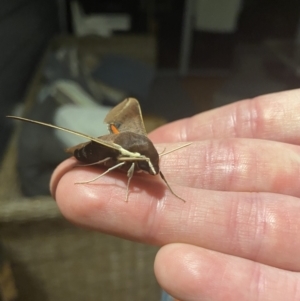 Hippotion scrofa at Tathra, NSW - 24 Jan 2021