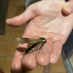 Hippotion scrofa at Tathra, NSW - 24 Jan 2021