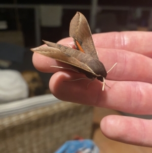 Hippotion scrofa at Tathra, NSW - 24 Jan 2021