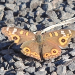 Junonia villida (Meadow Argus) at Isabella Plains, ACT - 4 Apr 2021 by MichaelBedingfield