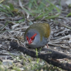 Neochmia temporalis (Red-browed Finch) at Albury - 29 Jun 2021 by PaulF