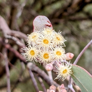 Eucalyptus polyanthemos at Tuggeranong DC, ACT - 1 Jul 2021