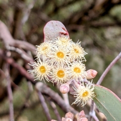 Eucalyptus polyanthemos (Red Box) at Cooleman Ridge - 1 Jul 2021 by HelenCross