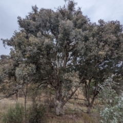 Eucalyptus polyanthemos at Tuggeranong DC, ACT - 1 Jul 2021