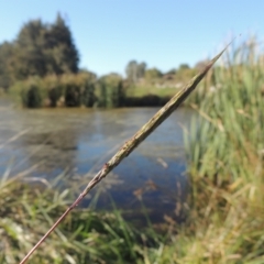 Bothriochloa macra (Red Grass, Red-leg Grass) at Upper Stranger Pond - 4 Apr 2021 by michaelb