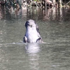 Cygnus atratus (Black Swan) at Albury - 29 Jun 2021 by PaulF