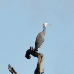 Egretta novaehollandiae at Splitters Creek, NSW - 29 Jun 2021 01:32 PM