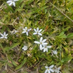 Lobelia sp. Mittagong (Lobelia sp. Mittagong) at Bombay, NSW - 19 Jan 2021 by MelitaMilner