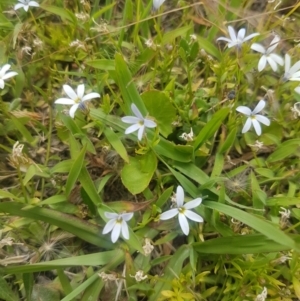 Lobelia sp. Mittagong at suppressed - 20 Jan 2021