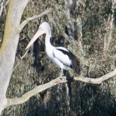 Pelecanus conspicillatus (Australian Pelican) at Wonga Wetlands - 29 Jun 2021 by PaulF