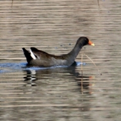 Gallinula tenebrosa (Dusky Moorhen) at Albury - 29 Jun 2021 by PaulF