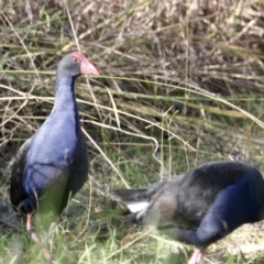 Porphyrio melanotus (Australasian Swamphen) at Wonga Wetlands - 29 Jun 2021 by PaulF