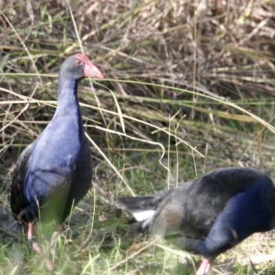 Porphyrio melanotus (Australasian Swamphen) at Wonga Wetlands - 29 Jun 2021 by PaulF