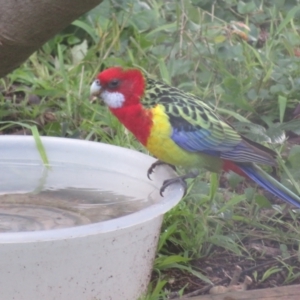 Platycercus eximius at Flynn, ACT - 29 Jun 2021 11:05 AM