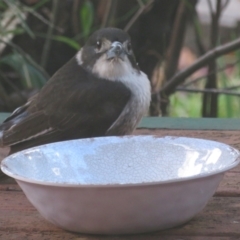 Cracticus torquatus (Grey Butcherbird) at Flynn, ACT - 30 Jun 2021 by Christine