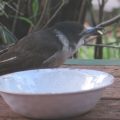 Cracticus torquatus at Flynn, ACT - 30 Jun 2021 11:20 AM