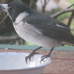 Cracticus torquatus at Flynn, ACT - 30 Jun 2021 11:20 AM