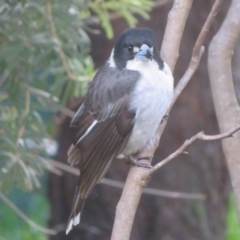 Cracticus torquatus at Flynn, ACT - 30 Jun 2021 11:20 AM