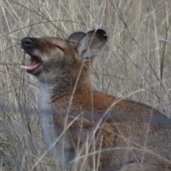 Notamacropus rufogriseus (Red-necked Wallaby) at Jacka, ACT - 30 Jun 2021 by Christine