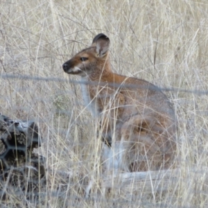 Notamacropus rufogriseus at Jacka, ACT - 30 Jun 2021