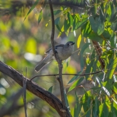 Colluricincla harmonica (Grey Shrikethrush) at Tallaganda National Park - 26 Jun 2021 by trevsci