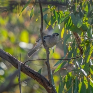 Colluricincla harmonica at Palerang, NSW - 26 Jun 2021