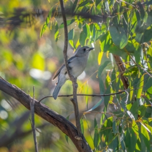 Colluricincla harmonica at Palerang, NSW - 26 Jun 2021