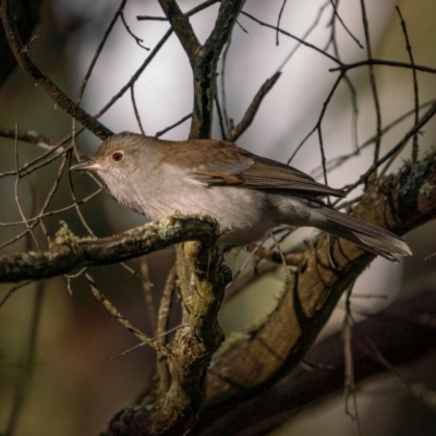 Colluricincla harmonica (Grey Shrikethrush) at Forbes Creek, NSW - 26 Jun 2021 by trevsci