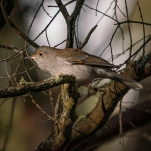 Colluricincla harmonica at Forbes Creek, NSW - 26 Jun 2021