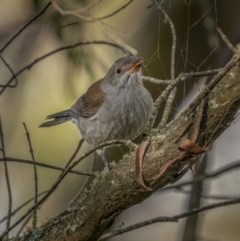 Colluricincla harmonica at Forbes Creek, NSW - 26 Jun 2021