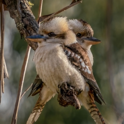 Dacelo novaeguineae (Laughing Kookaburra) at Forbes Creek, NSW - 26 Jun 2021 by trevsci