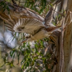 Dacelo novaeguineae at Forbes Creek, NSW - 26 Jun 2021