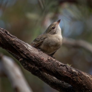 Pachycephala pectoralis at Forbes Creek, NSW - 26 Jun 2021