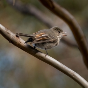 Pachycephala pectoralis at Forbes Creek, NSW - 26 Jun 2021