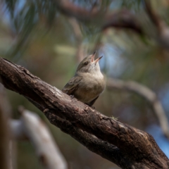 Pachycephala pectoralis at Forbes Creek, NSW - 26 Jun 2021