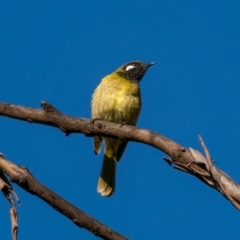 Nesoptilotis leucotis (White-eared Honeyeater) at Palerang, NSW - 26 Jun 2021 by trevsci