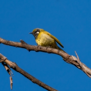 Nesoptilotis leucotis at Palerang, NSW - 26 Jun 2021