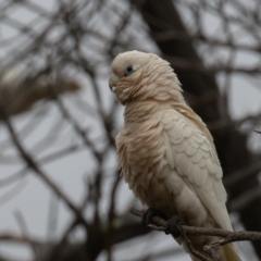 Cacatua sanguinea (Little Corella) at Symonston, ACT - 1 Jul 2021 by rawshorty