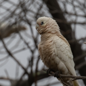 Cacatua sanguinea at Symonston, ACT - 1 Jul 2021