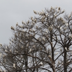 Cacatua sanguinea at Symonston, ACT - 1 Jul 2021