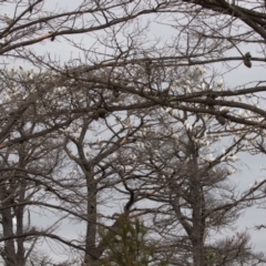 Cacatua sanguinea at Symonston, ACT - 1 Jul 2021